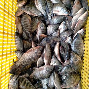 有30万斤罗非鱼和草鱼，因个头不达标，当做饲料鱼出售，急