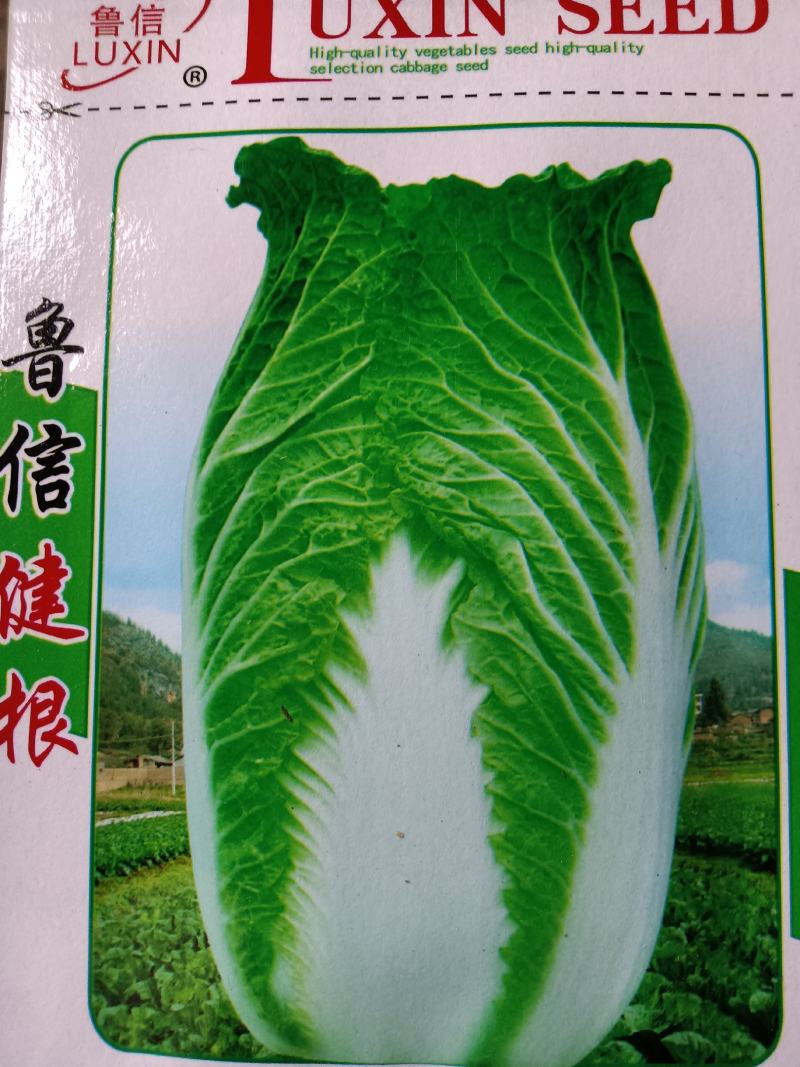 出售；玉米苗：小铁头苗，大白菜苗，