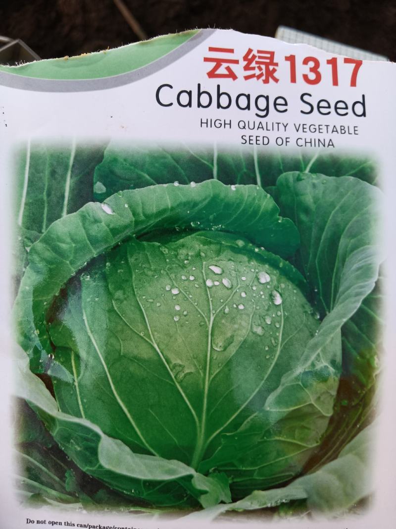 出售；玉米苗：小铁头苗，大白菜苗，