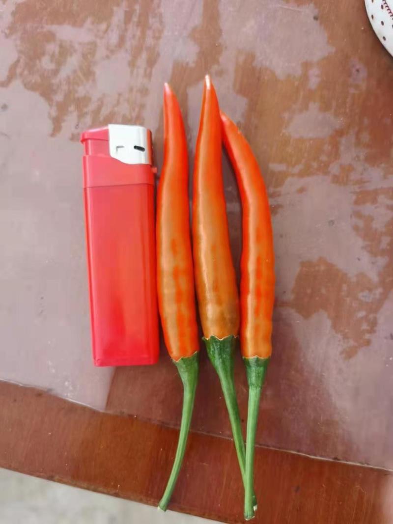【优选】朝天椒艳红椒中玉通货精品基地直供