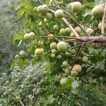 青梅正在采摘中