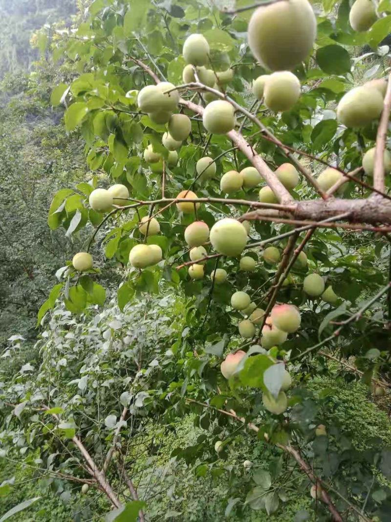 青梅正在采摘中