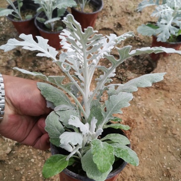 银叶菊基地现货大量供应质量优秀价格便宜