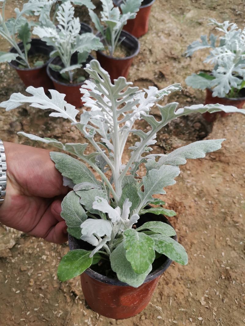 银叶菊基地现货大量供应质量优秀价格便宜