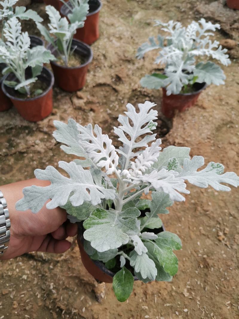 银叶菊基地现货大量供应质量优秀价格便宜