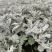 银叶菊基地现货大量供应质量优秀价格便宜