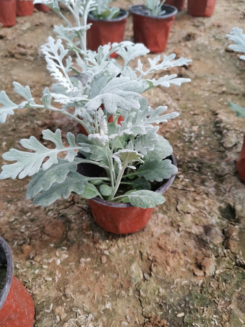 银叶菊基地现货大量供应质量优秀价格便宜