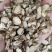 苦参～新货～包含量～量大优惠～小片便宜14元