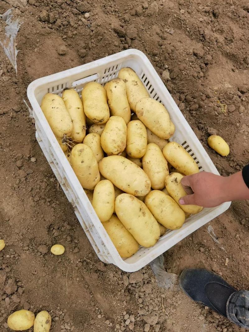 山东荷兰15土豆大量上市三两起步产地直销