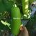 杂交早熟瓠瓜海研瓠瓜1号种子，高产早熟，厂家发货品质优良