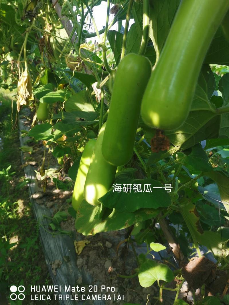 杂交早熟瓠瓜海研瓠瓜1号种子，高产早熟，厂家发货品质优良