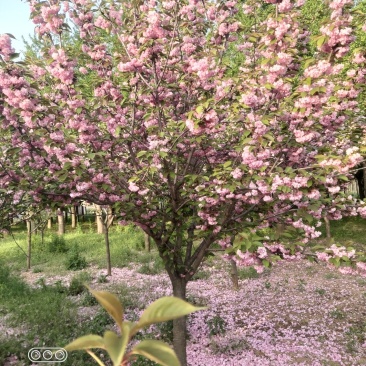 晚樱，早樱