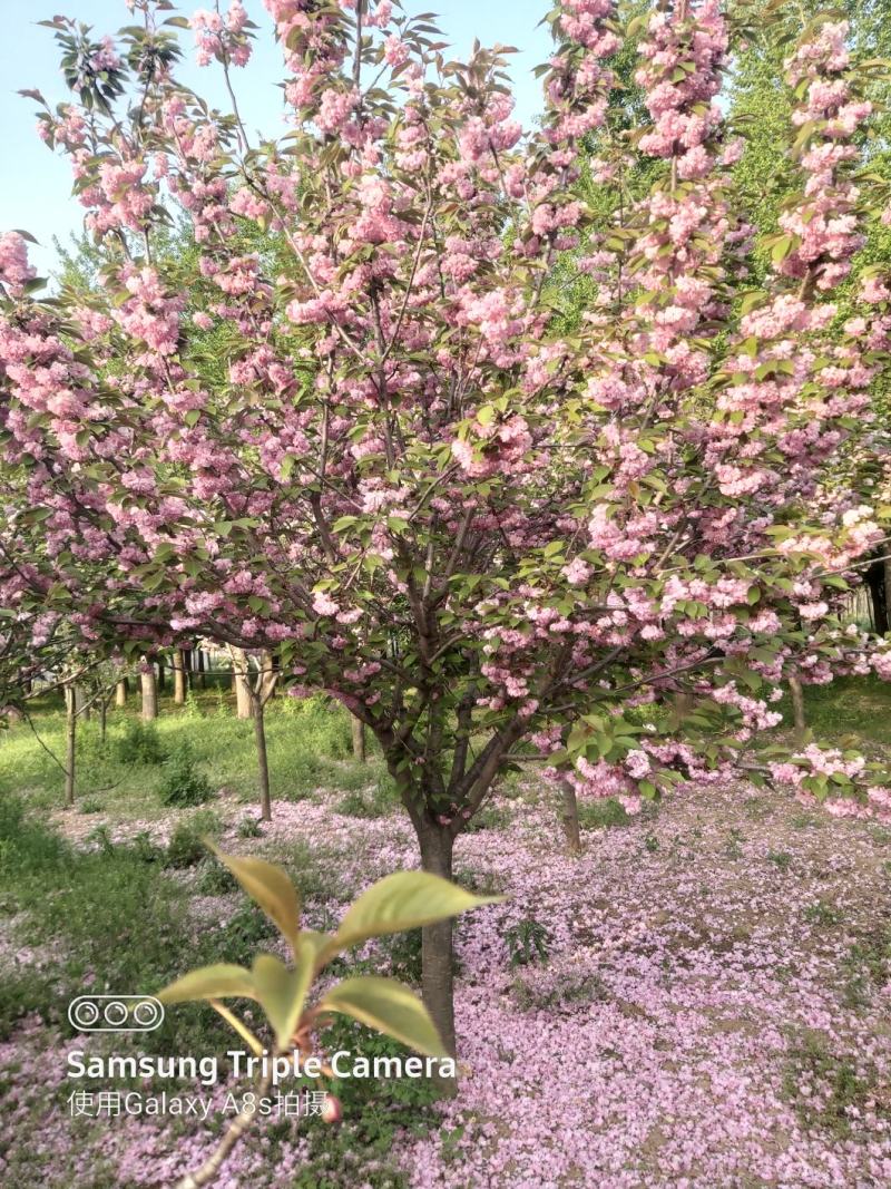 晚樱，早樱