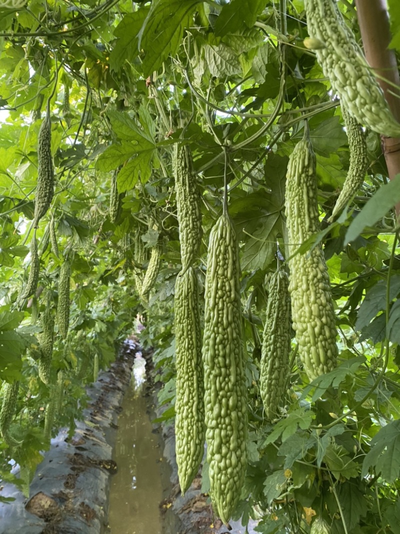 珍珠苦瓜、及耐高温高湿、长势旺盛瓜形直顺、颜色白绿、