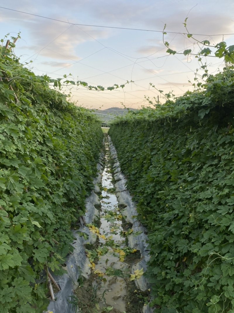 珍珠苦瓜、及耐高温高湿、长势旺盛瓜形直顺、颜色白绿、