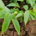 云新核桃树苗苗木鲜活枝樊叶茂