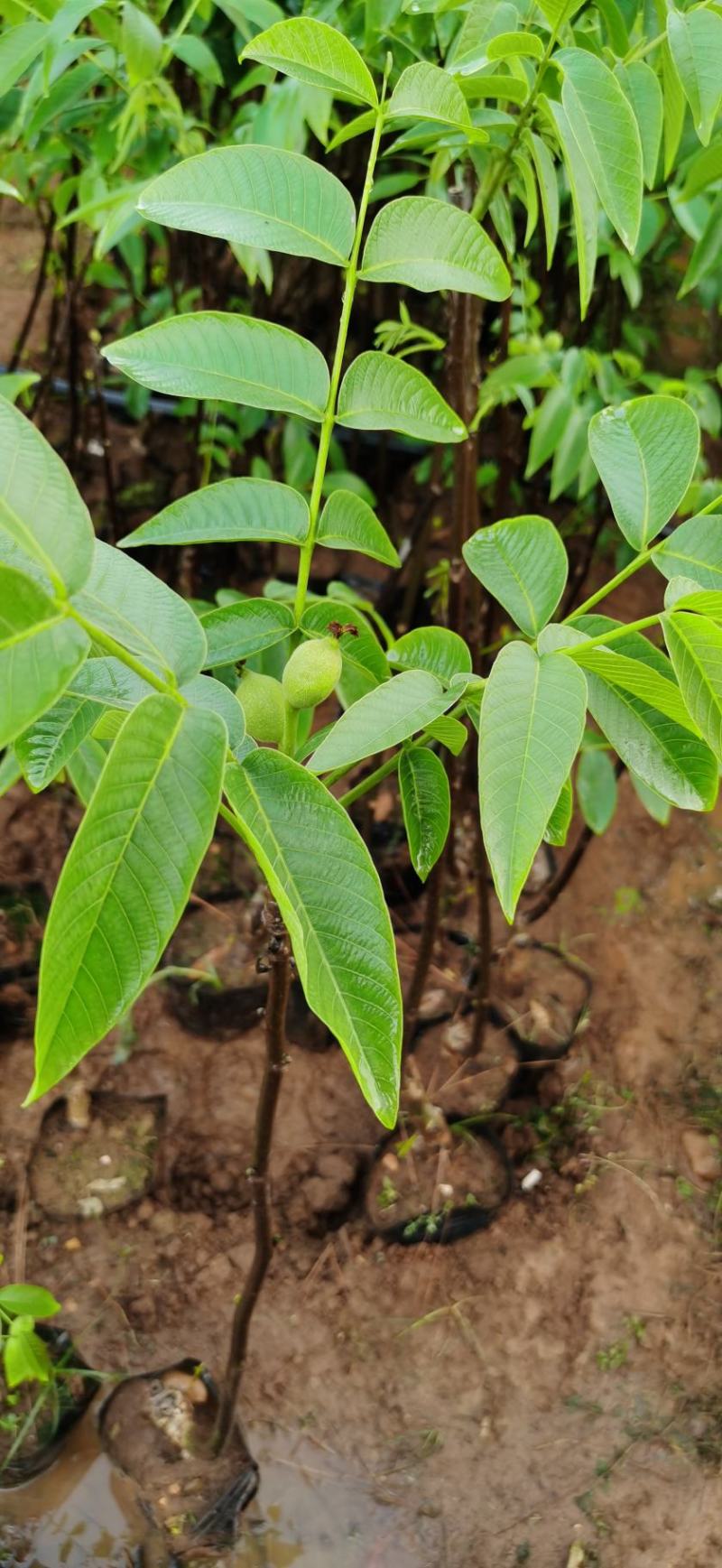 云新核桃树苗苗木鲜活枝樊叶茂