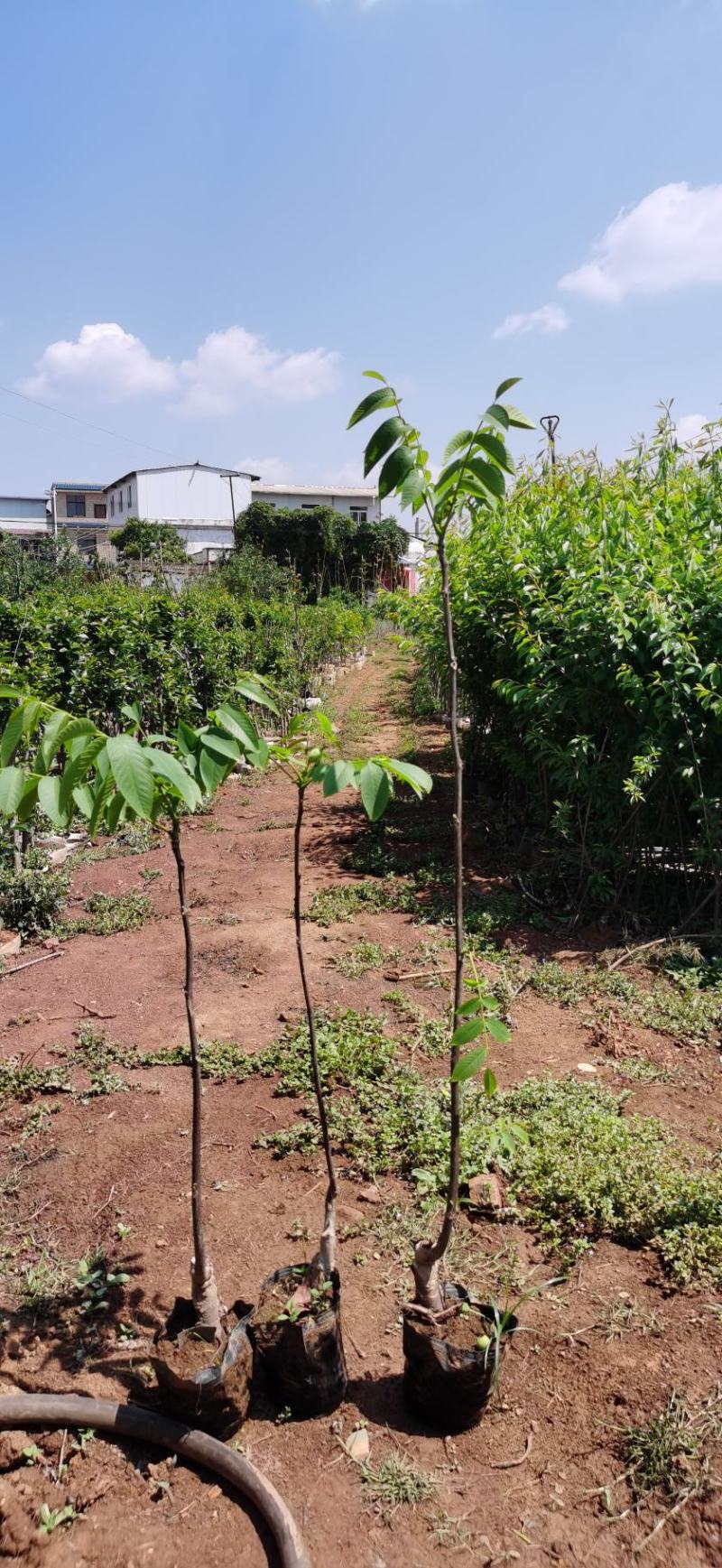 云新核桃树苗苗木鲜活枝樊叶茂