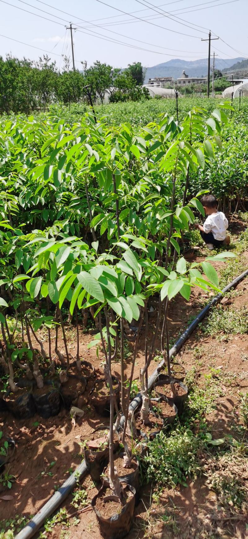 云新核桃树苗苗木鲜活枝樊叶茂