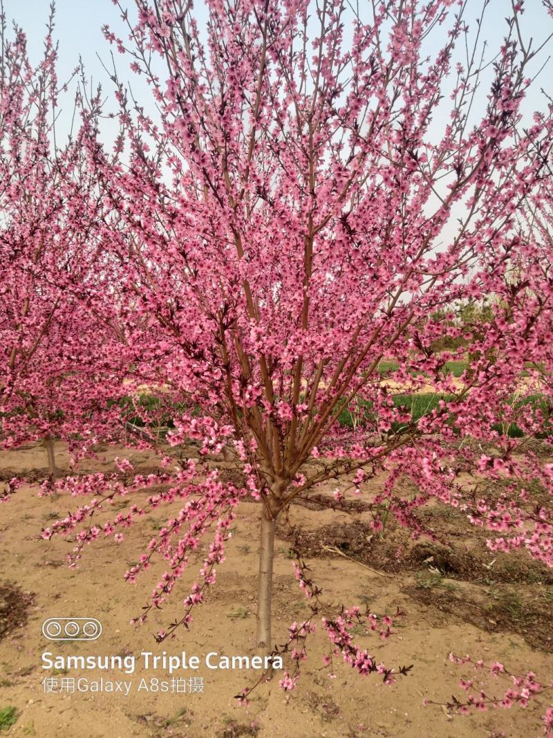 红叶碧桃