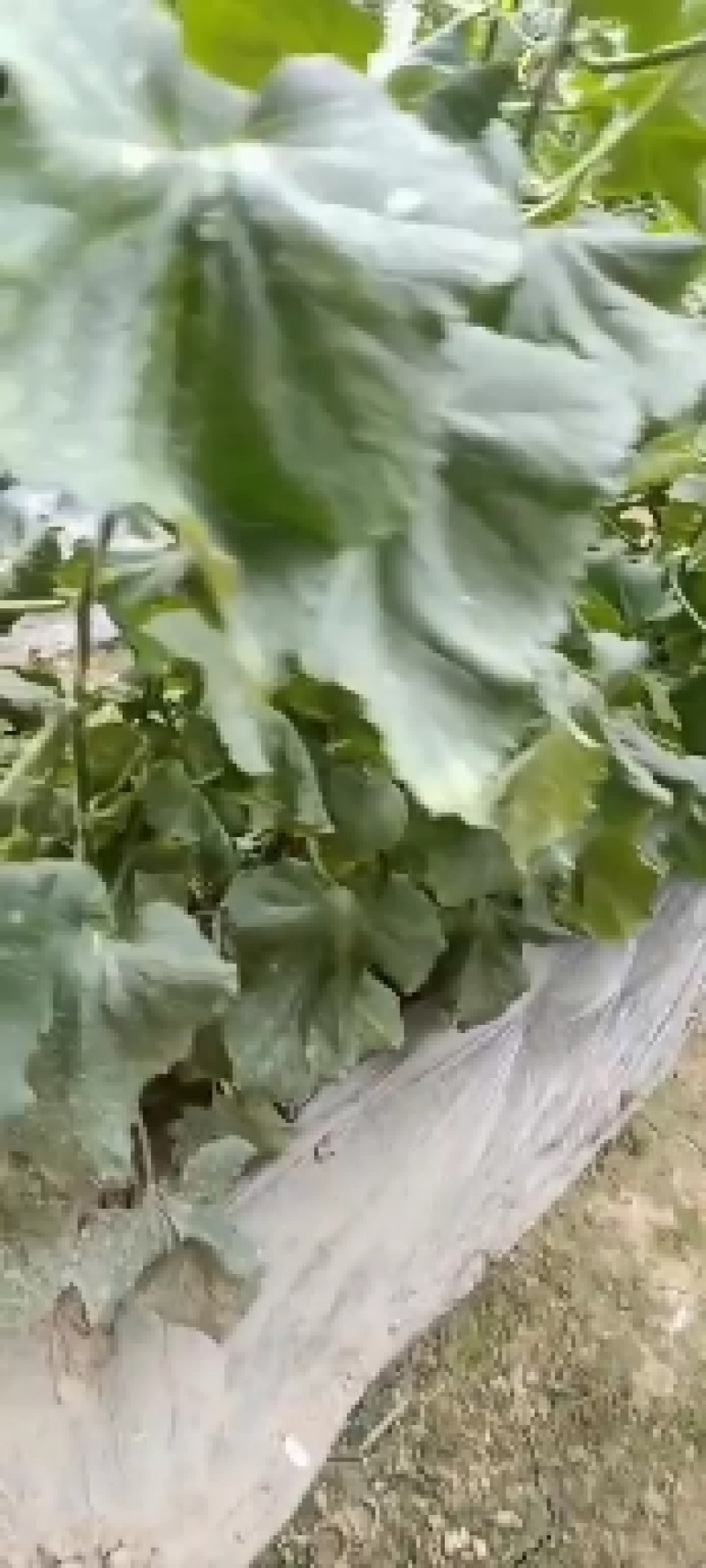 绿宝清香翠玉吊瓜口感纯甜后尾香浓老少皆宜