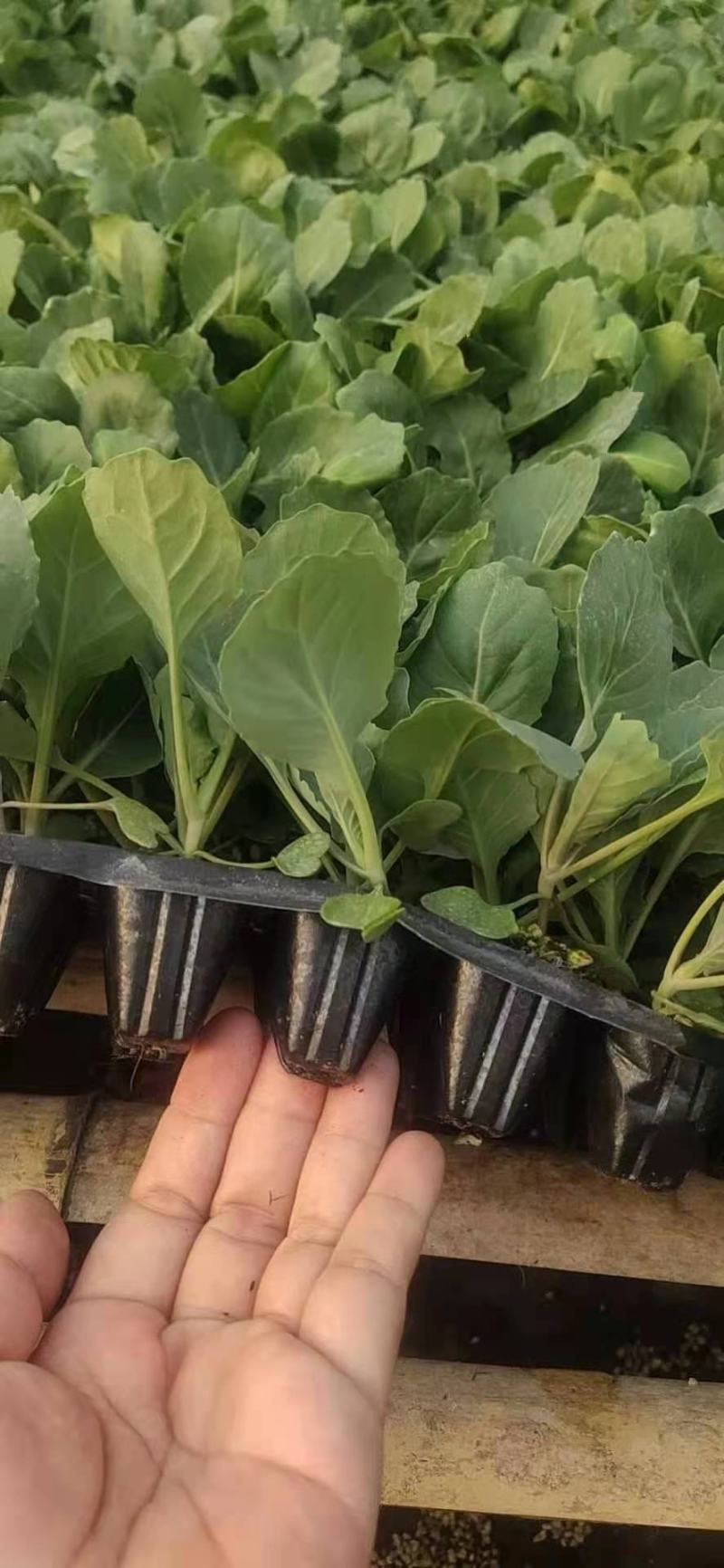 量大从优半松球甘蓝苗，大面积可联系回收，价格美丽，不包邮
