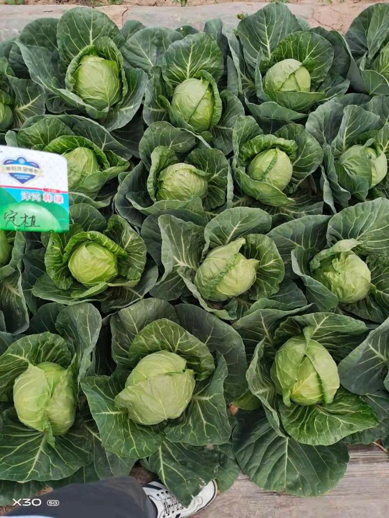 量大从优半松球甘蓝苗，大面积可联系回收，价格美丽，不包邮