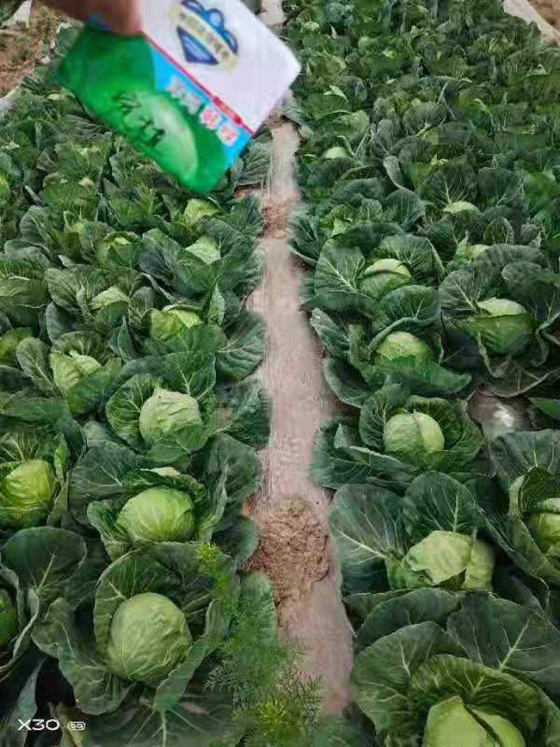 量大从优半松球甘蓝苗，大面积可联系回收，价格美丽，不包邮