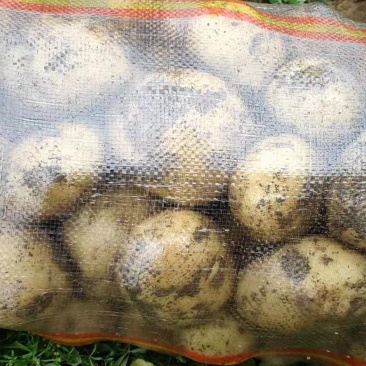 河南土豆大量上市