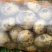 河南土豆大量上市