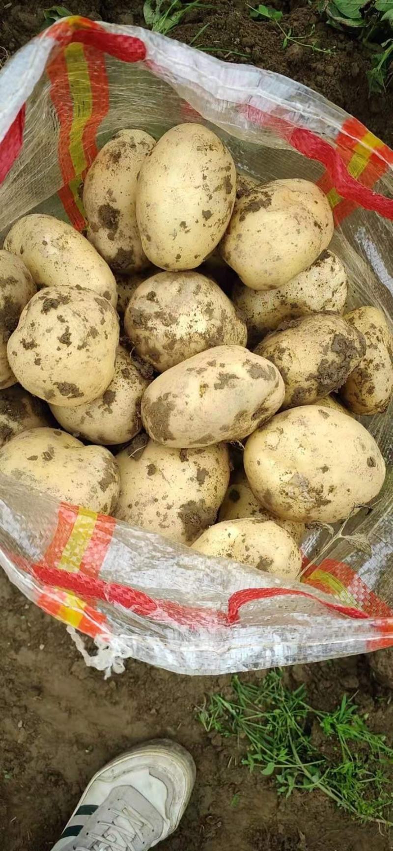 河南土豆大量上市