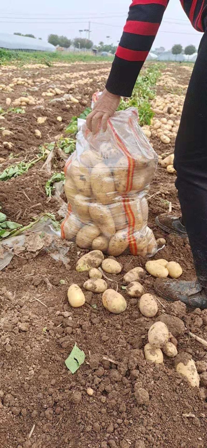 河南土豆大量上市