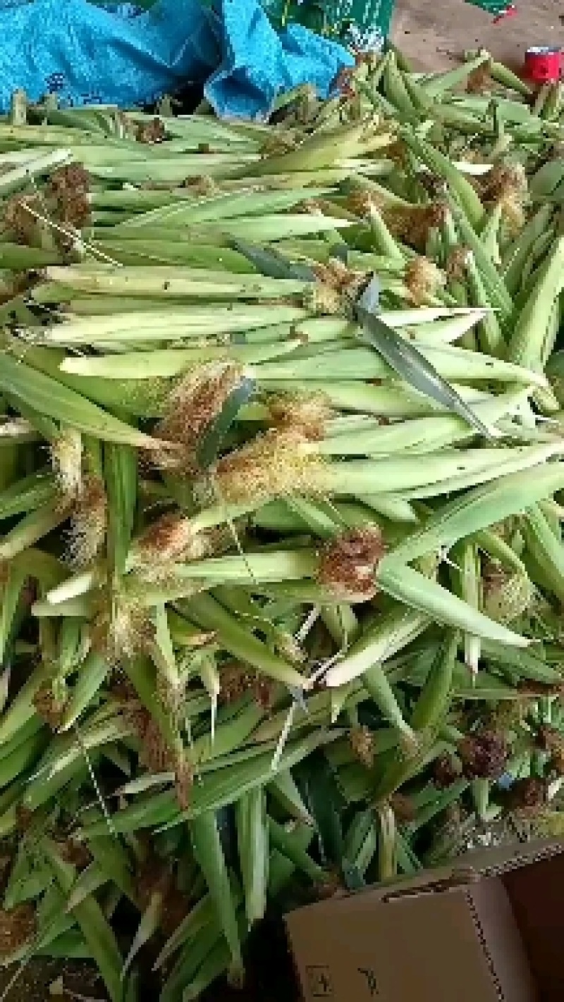 玉米笋迷你小玉米水果玉米无农药现摘l新鲜蔬菜食材包邮