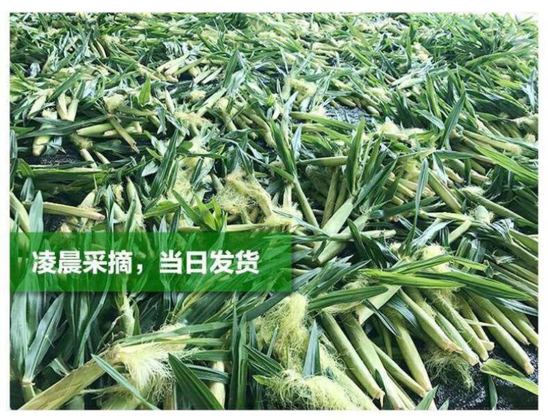 玉米笋迷你小玉米水果玉米无农药现摘l新鲜蔬菜食材包邮