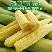 玉米笋迷你小玉米水果玉米无农药现摘l新鲜蔬菜食材包邮