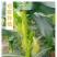 玉米笋迷你小玉米水果玉米无农药现摘l新鲜蔬菜食材包邮