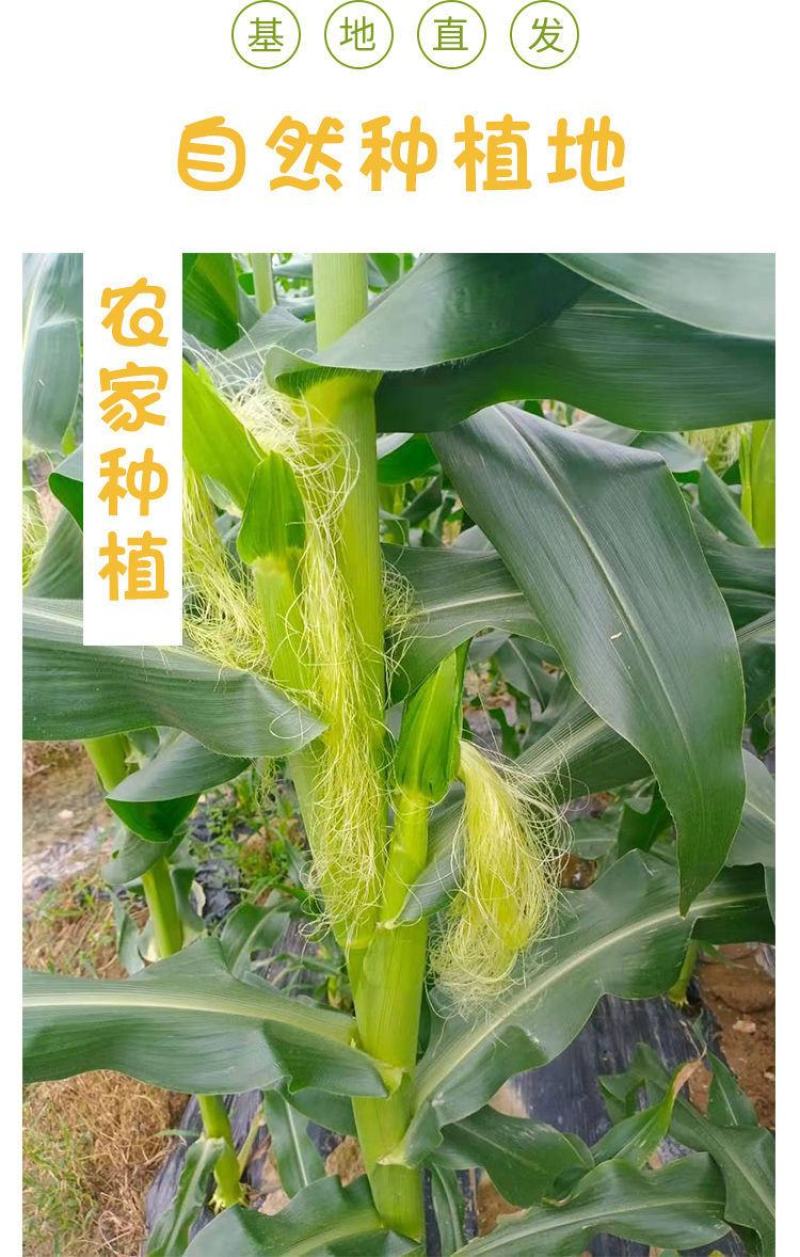 玉米笋迷你小玉米水果玉米无农药现摘l新鲜蔬菜食材包邮
