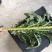 高原夏菜青皮莴笋号上市量大优惠基地直发欢迎考察咨询