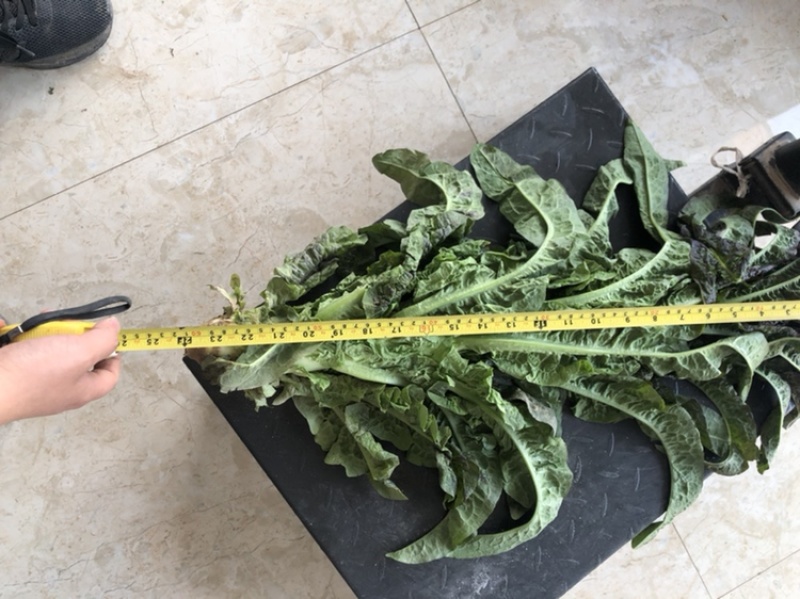 高原夏菜青皮莴笋号上市量大优惠基地直发欢迎考察咨询