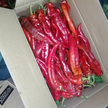 红尖椒，大棚红尖椒大量现货啊质量好，价格便宜。产地直销。