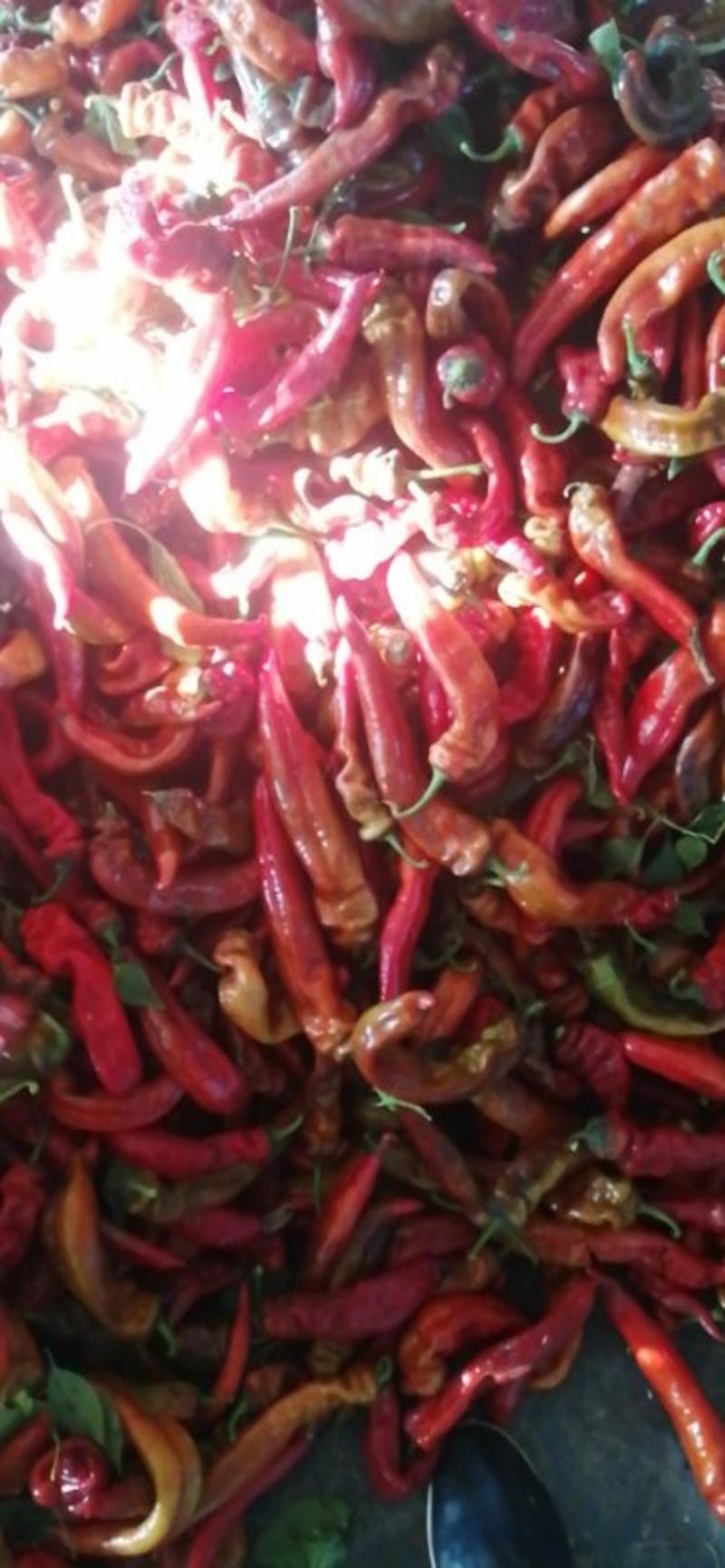 红尖椒，大棚红尖椒大量现货啊质量好，价格便宜。产地直销。
