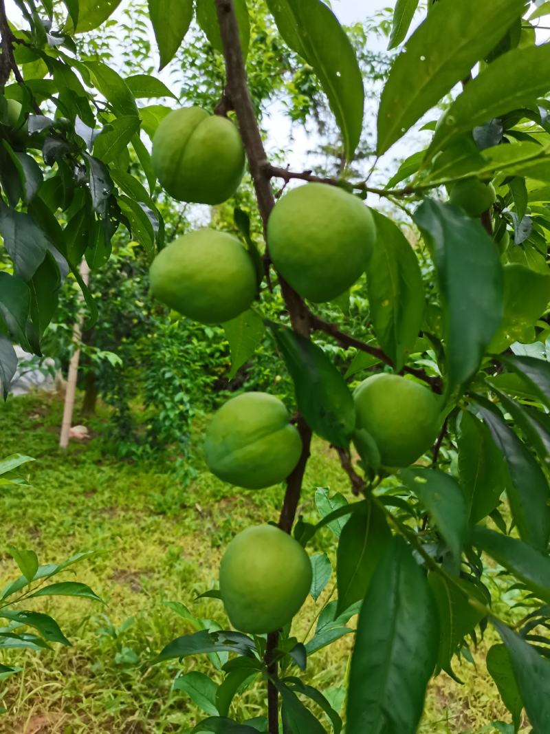 桃形李