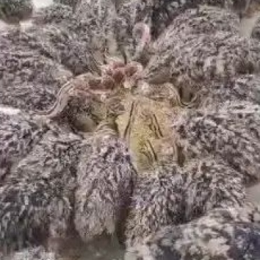 种苗鸵鸟养殖基地一手货源全国包邮