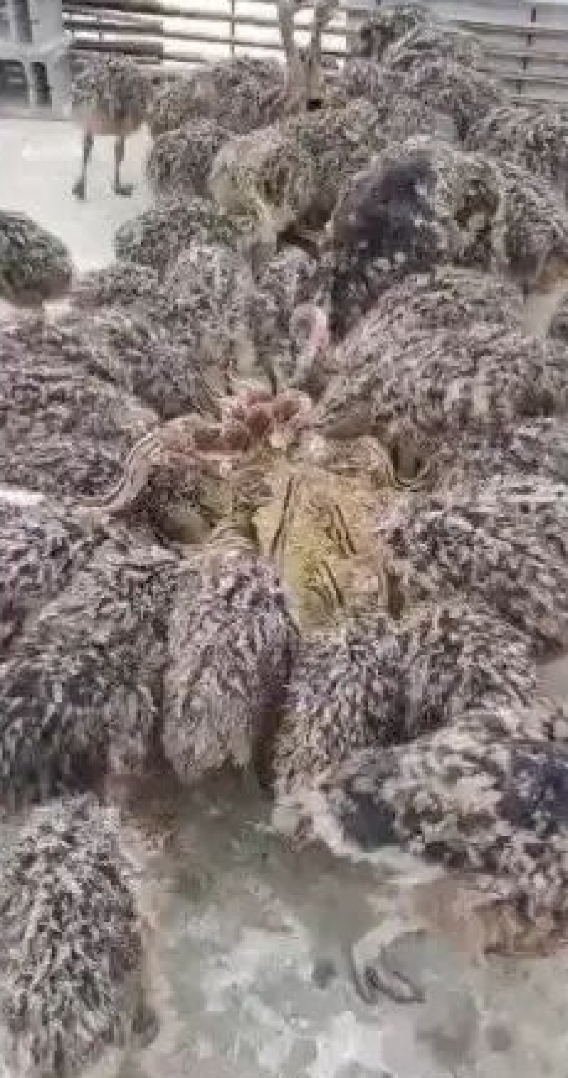 种苗鸵鸟养殖基地一手货源全国包邮
