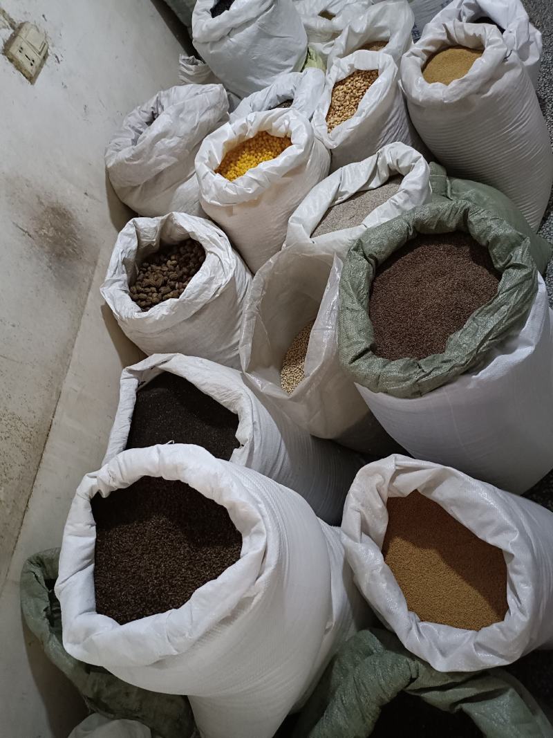 沙棘中药材沙棘果新疆沙棘实物拍摄批发零售