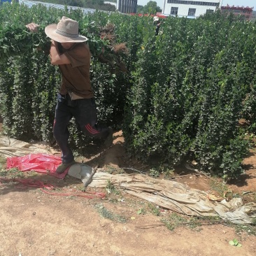 北海道专注栽培10年，样像好，成活高，原产地一手货源，欢