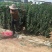 北海道专注栽培10年，样像好，成活高，原产地一手货源，欢