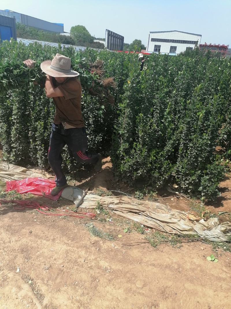 北海道专注栽培10年，样像好，成活高，原产地一手货源，欢