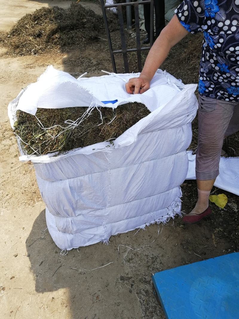 连钱草，养生，排石冲剂