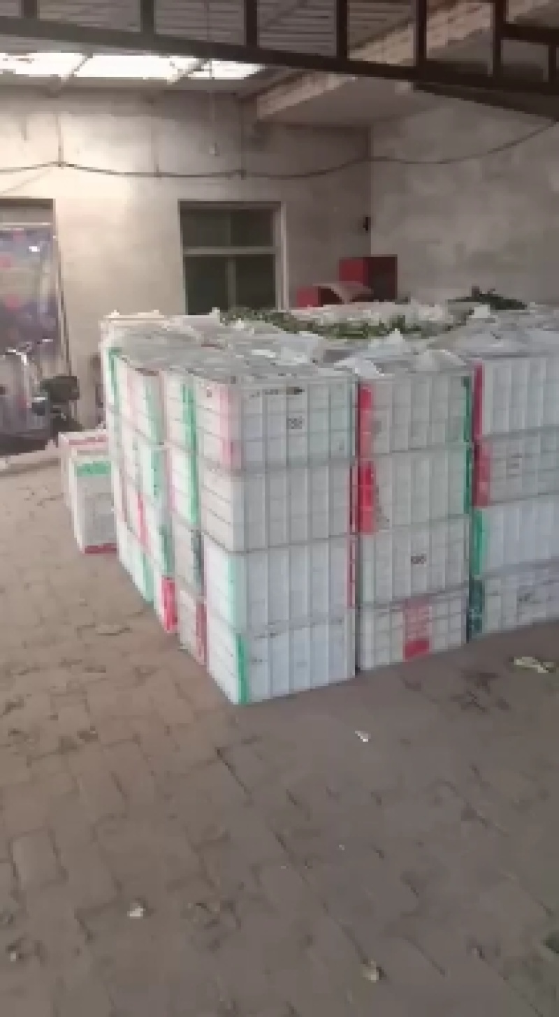 河北辛集专业水果代收
